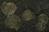 Fossil Ammonite (Dactylioceras) Cluster - Posidonia Shale, Germany #378174-1